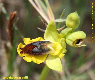 ophrys sicula