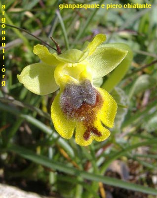 ophrys sicula