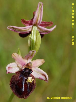 ophrys sipontensis