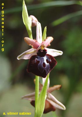 ophrys sipontensis