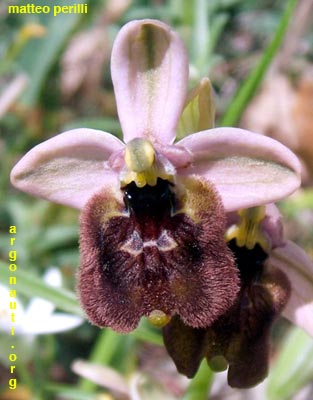 ophrys tenthredinifera