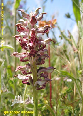 orchis coriophora