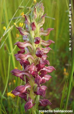 orchis coriophora