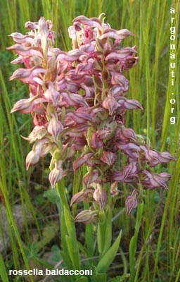 orchis coriophora