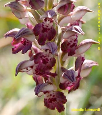 orchis coriophora