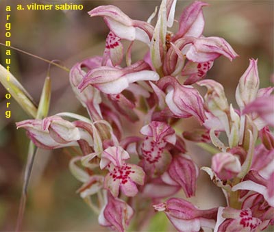 orchis fragrans