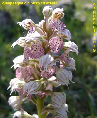 orchis lactea