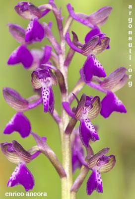 orchis morio