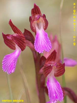 orchis papilionacea