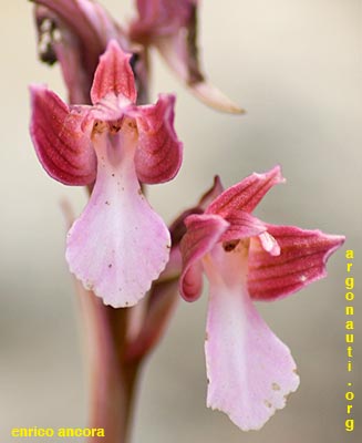 orchis papilionacea