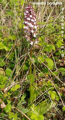 orchis purpurea