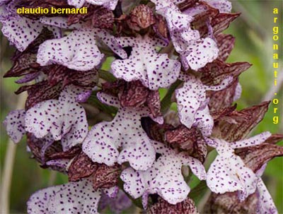 orchis purpurea