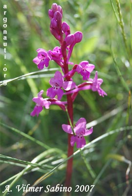 orchis quadripunctata