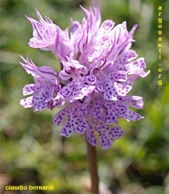 orchis tridentata