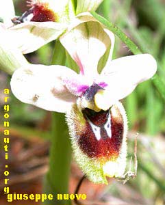 ophrys tenthredinifera