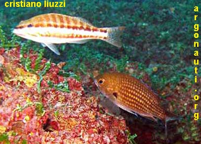 chromis castagnola