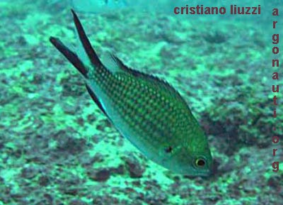 chromis castagnola