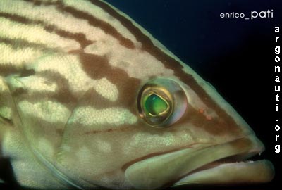 epinephelus cernia dorata