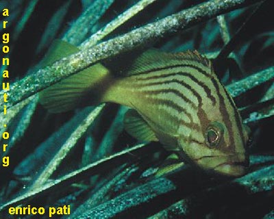 epinephelus cernia dorata