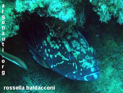 epinephelus cernia bruna