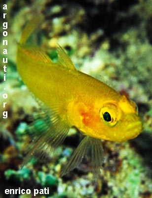 gobius ghiozzo dorato