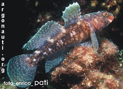 gobius ghiozzo boccarossa