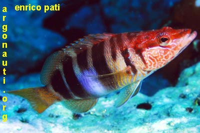 serranus sciarrano