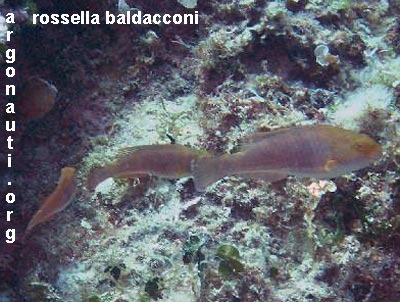 sparisoma pesce pappagallo