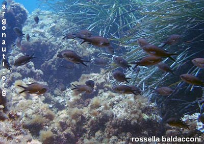 chromis castagnola