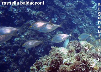 sarpa salpa