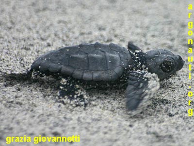 caretta caretta tartaruga