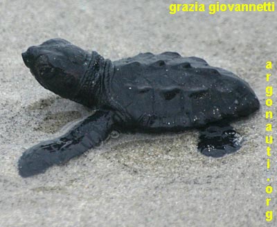 caretta caretta tartaruga