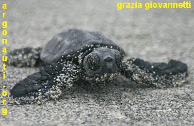 caretta caretta tartaruga