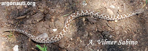 vipera