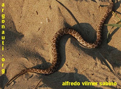 vipera