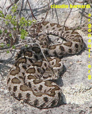 vipera