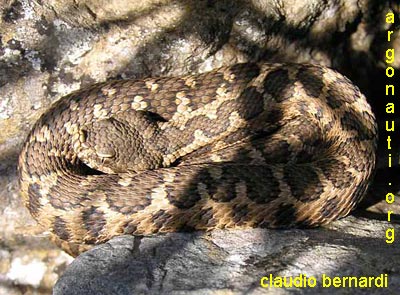 vipera